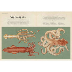 Animalium