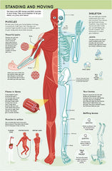 Lift The Flaps: Human Body - The English Bookshop Kuwait