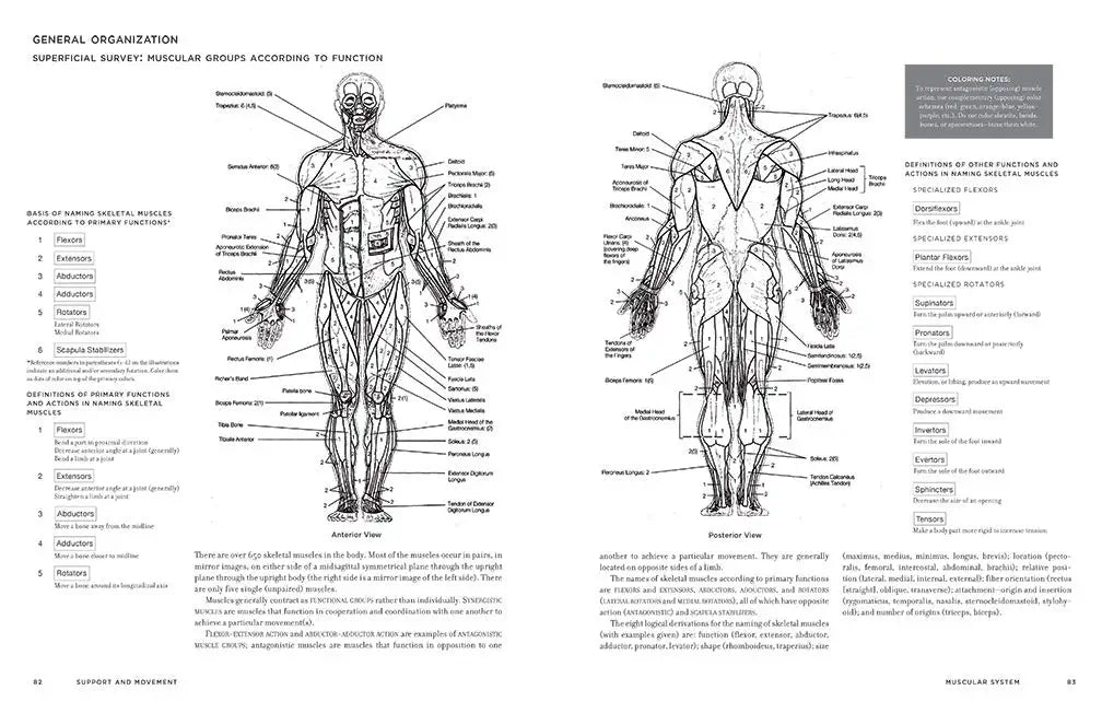McMurtrie's Human Anatomy Coloring Book - The English Bookshop Kuwait