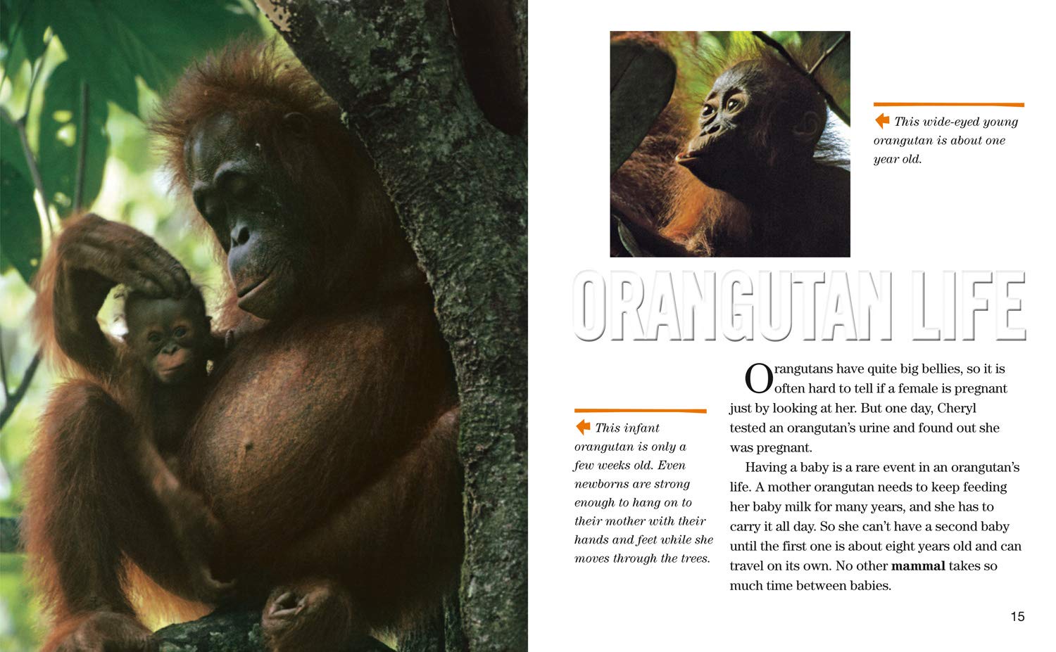 Face to Face with Orangutans: Level 5 (National Geographic Readers) - The English Bookshop Kuwait