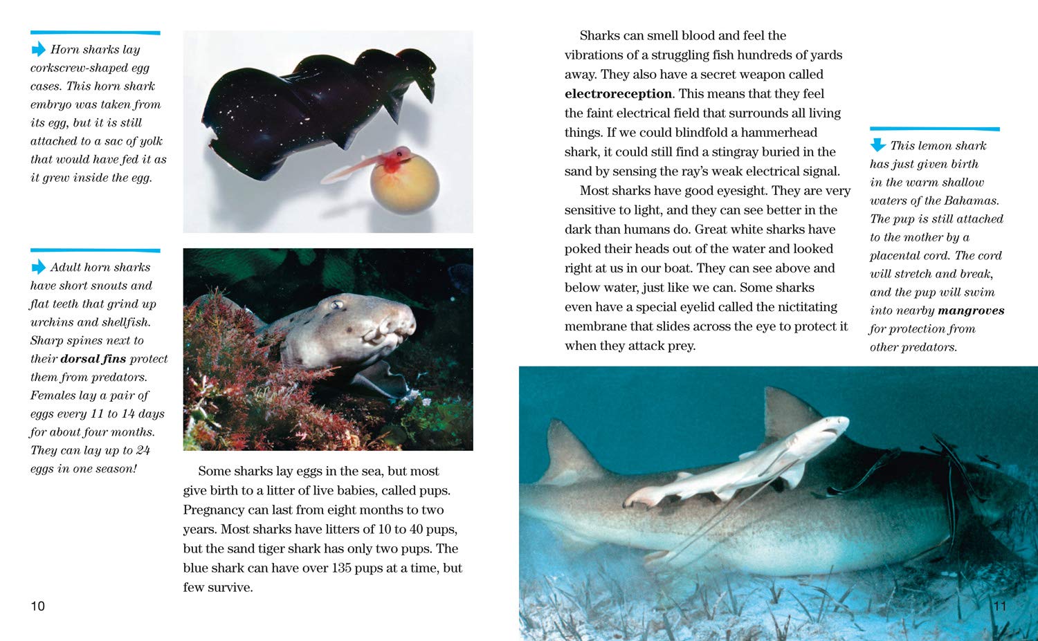 Face to Face with Sharks: Level 5 (National Geographic Readers) - The English Bookshop Kuwait