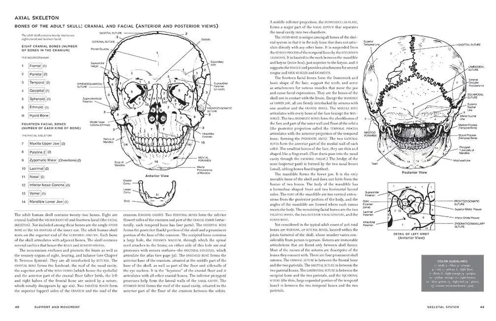 McMurtrie's Human Anatomy Coloring Book - The English Bookshop Kuwait