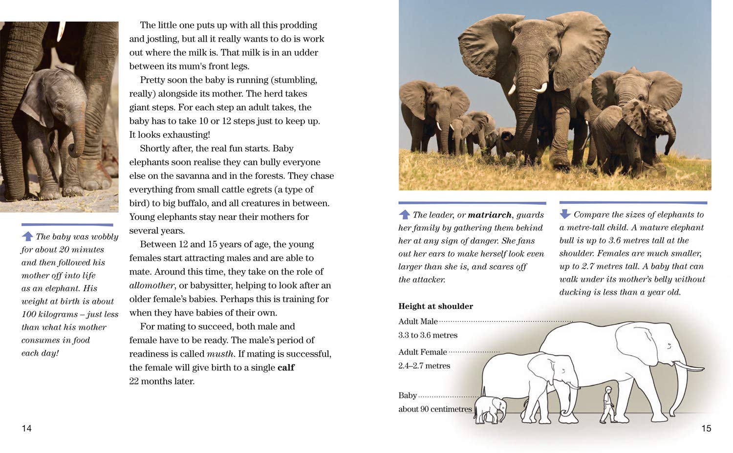 Face to Face with Elephants: Level 6 (National Geographic Readers) - The English Bookshop Kuwait