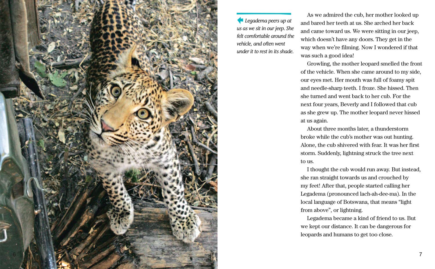 Face to Face with Leopards: Level 6 (National Geographic Readers) - The English Bookshop Kuwait