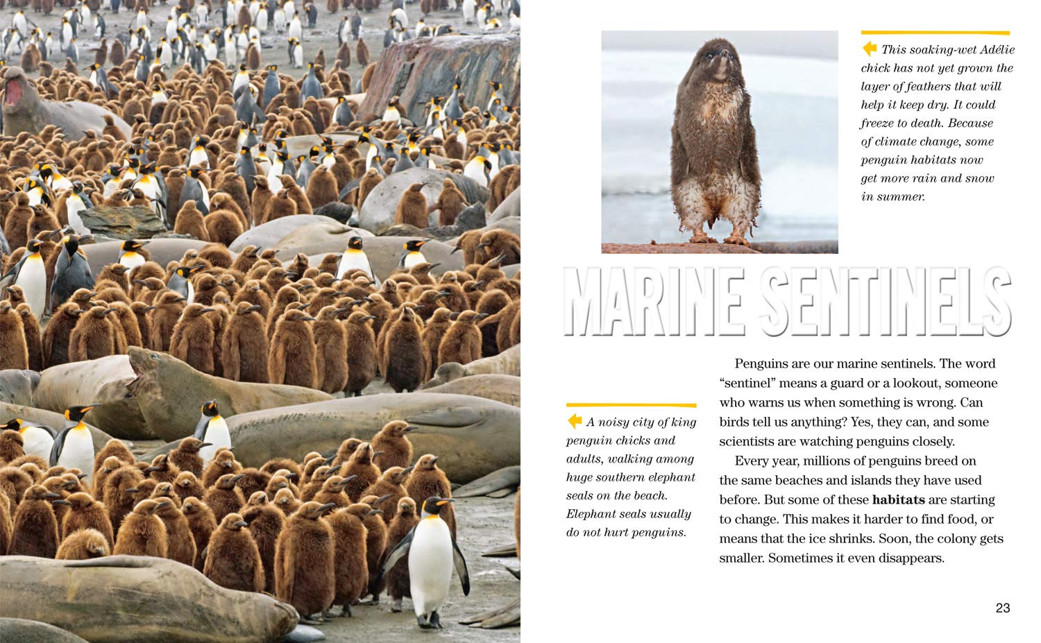 Face to Face with Penguins: Level 6 (National Geographic Readers) - The English Bookshop Kuwait