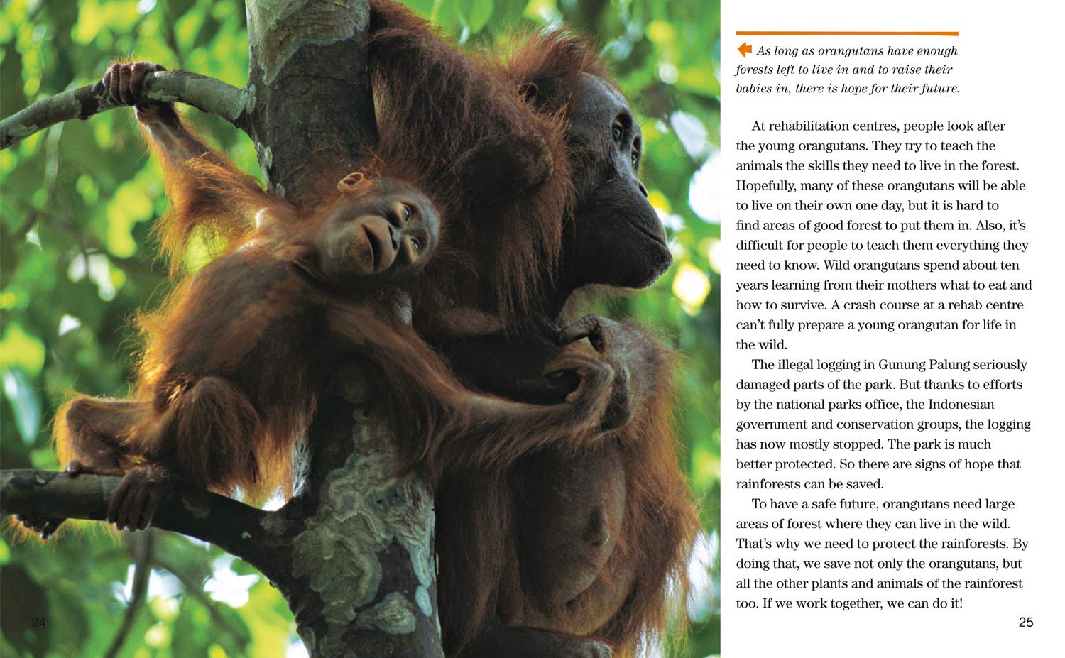 Face to Face with Orangutans: Level 5 (National Geographic Readers) - The English Bookshop Kuwait