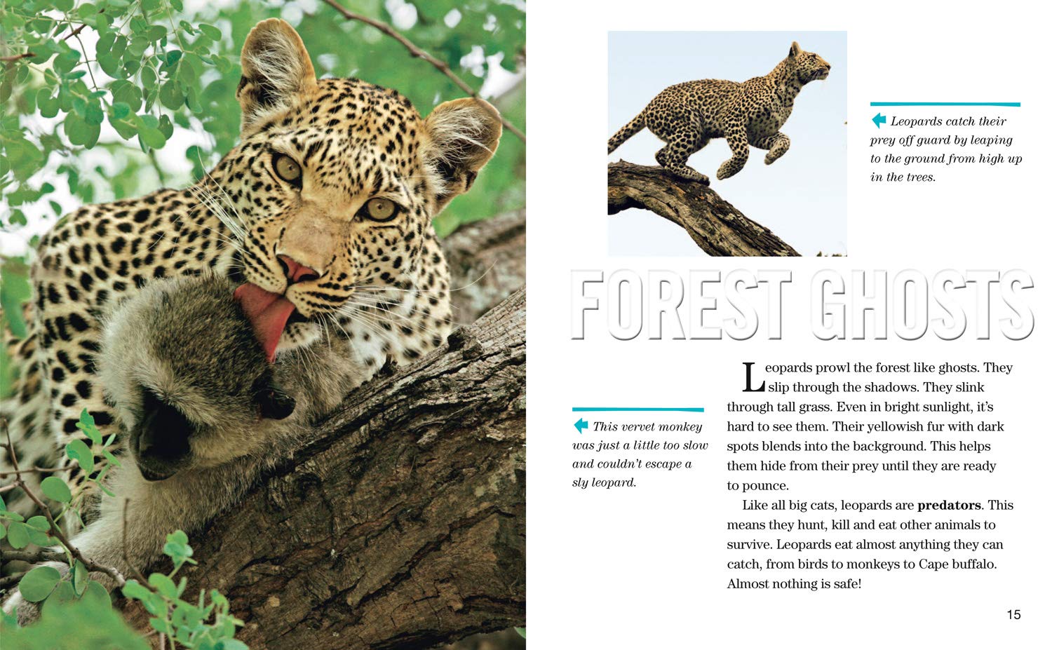 Face to Face with Leopards: Level 6 (National Geographic Readers) - The English Bookshop Kuwait