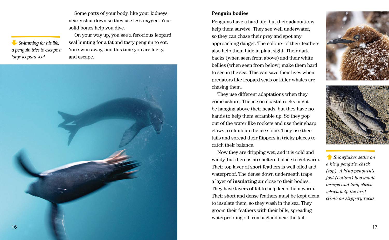 Face to Face with Penguins: Level 6 (National Geographic Readers) - The English Bookshop Kuwait