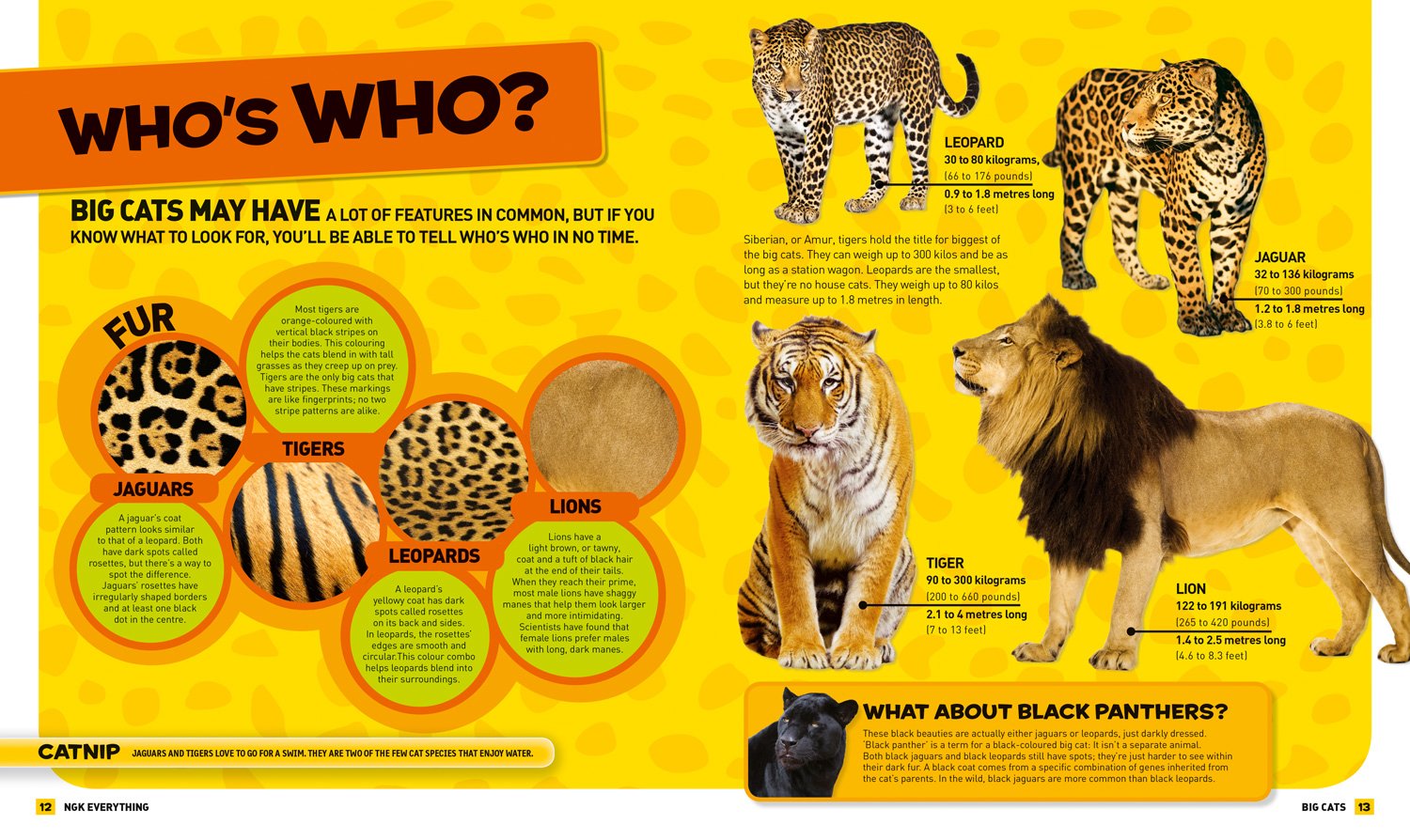 Everything: Big Cats (National Geographic Kids) - The English Bookshop Kuwait