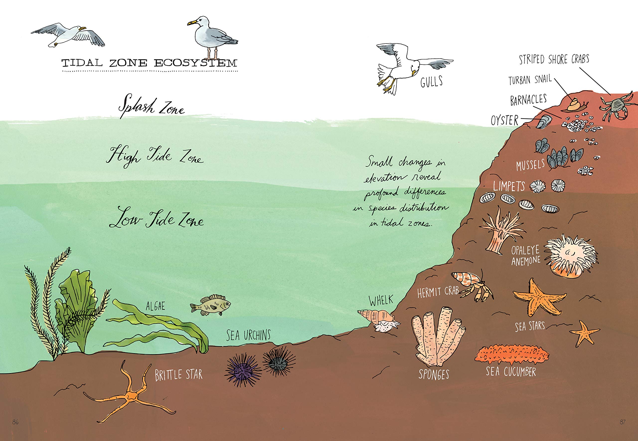 Ocean Anatomy: The Curious Parts & Pieces of the World Under the Sea - The English Bookshop Kuwait