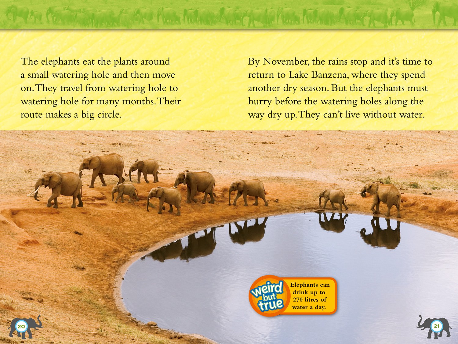 Elephants: Level 4 (National Geographic Readers) - The English Bookshop Kuwait