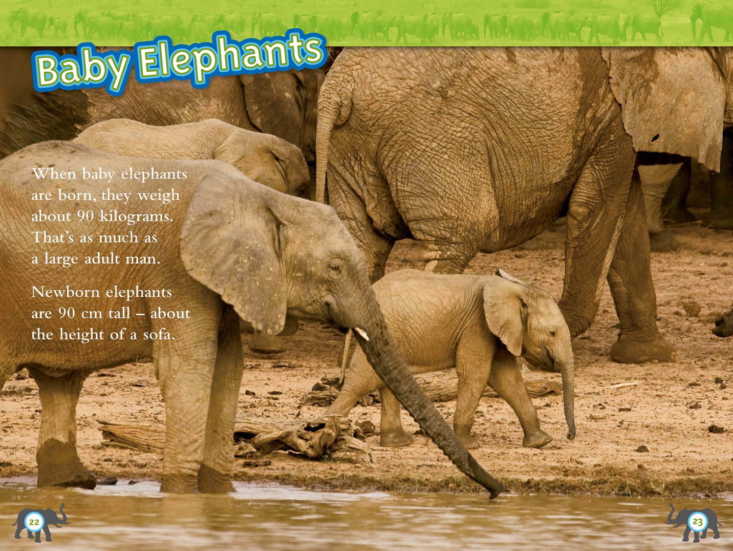 Elephants: Level 4 (National Geographic Readers) - The English Bookshop Kuwait