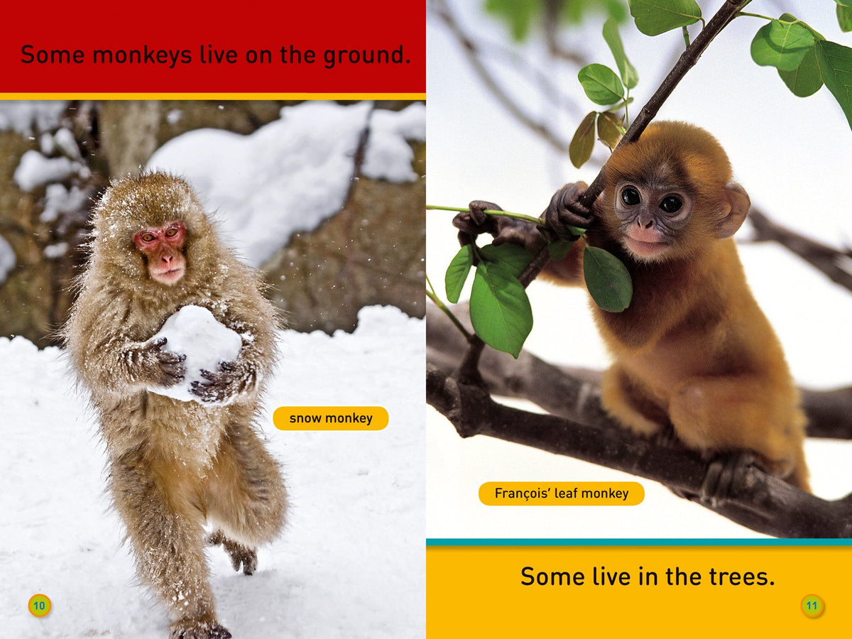 Hang On, Monkey!: Level 1 (National Geographic Readers) - The English Bookshop Kuwait