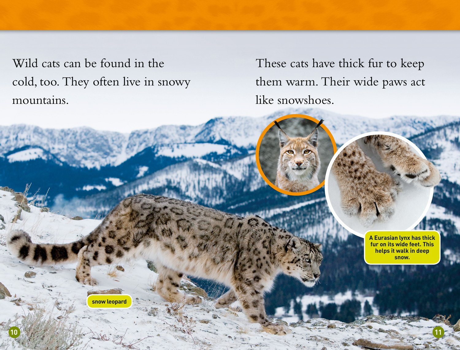 Wild Cats: Level 2 (National Geographic Readers) - The English Bookshop Kuwait