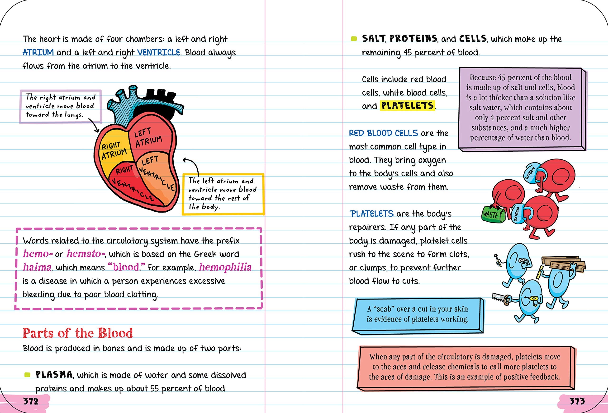 Everything You Need to Ace Biology in One Big Fat Notebook - The English Bookshop Kuwait