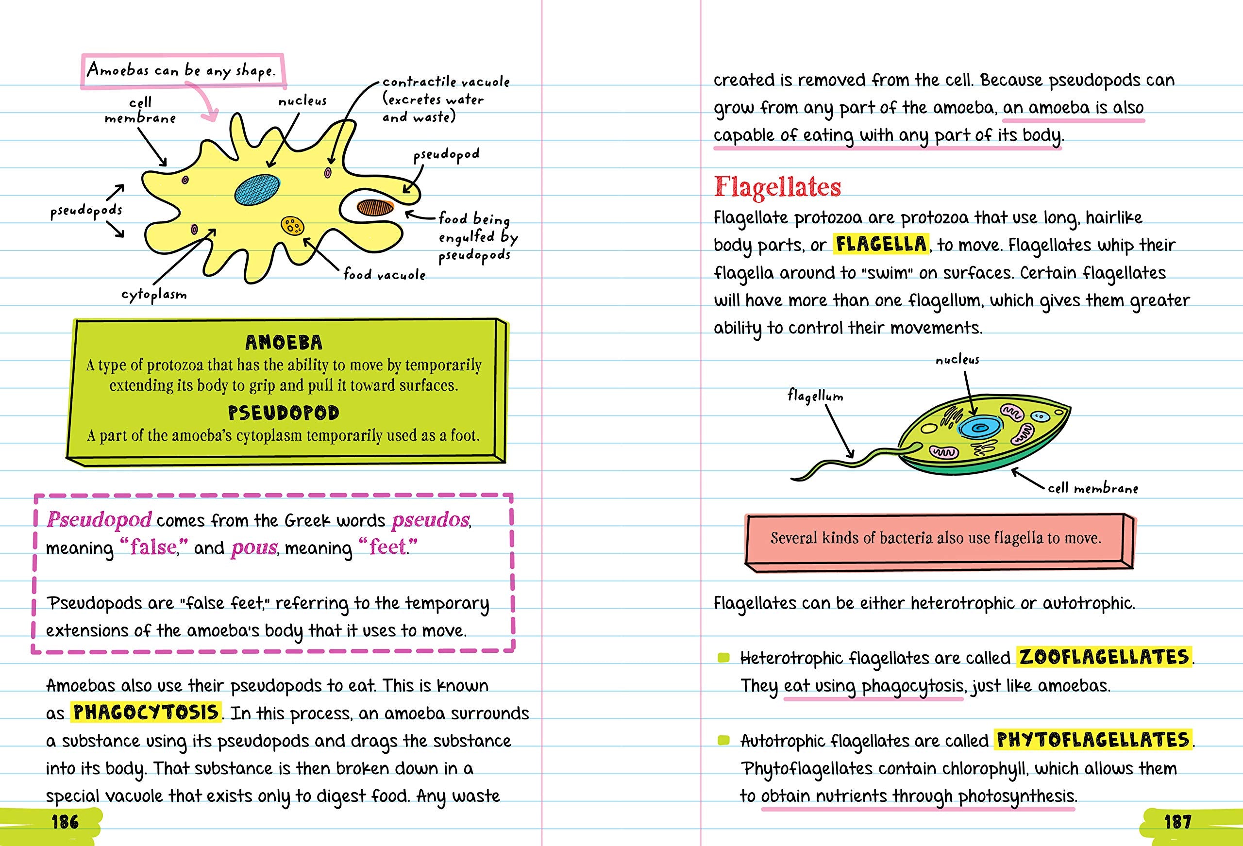 Everything You Need to Ace Biology in One Big Fat Notebook - The English Bookshop Kuwait