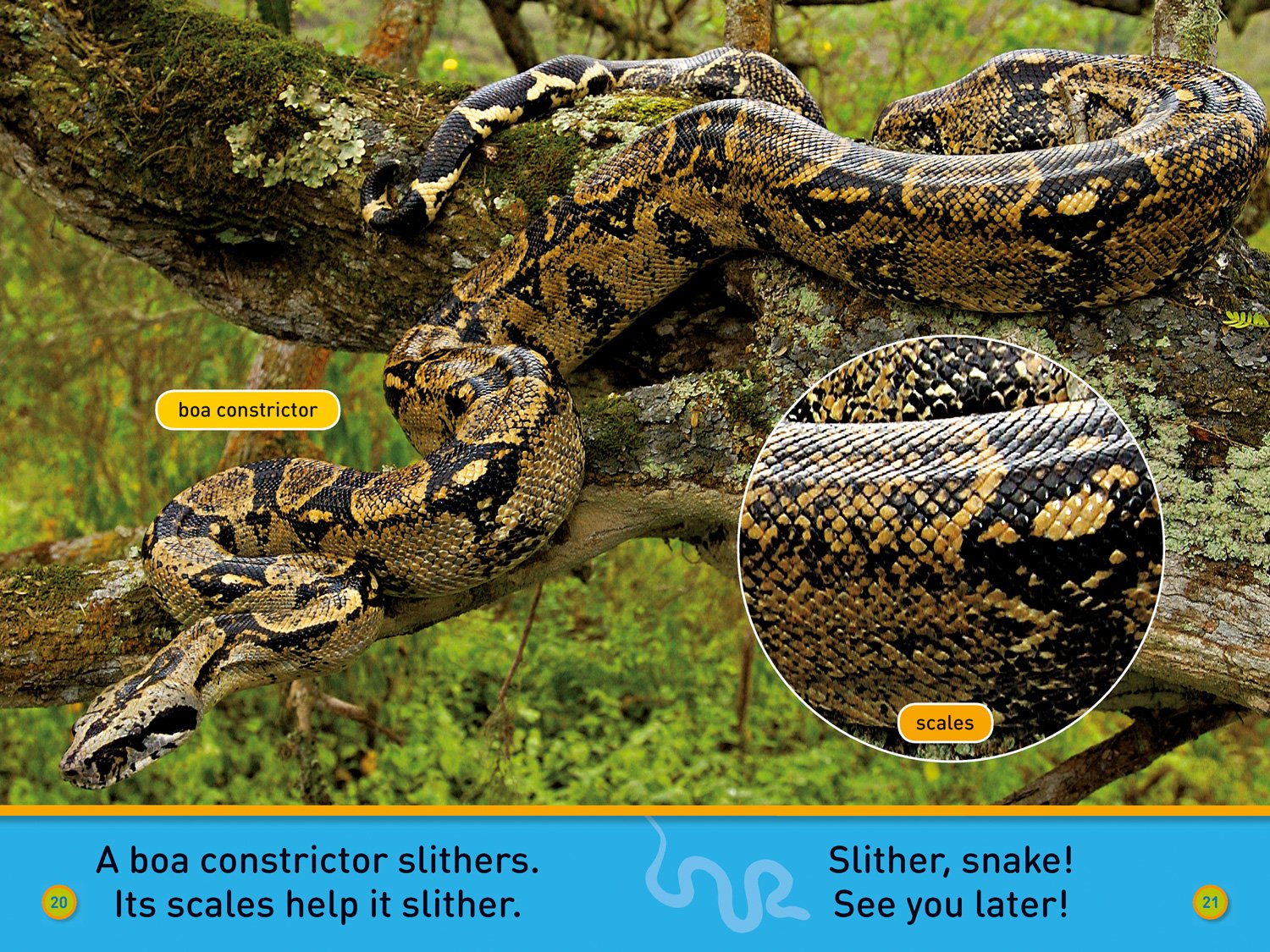 Slither, Snake!: Level 1 (National Geographic Readers) - The English Bookshop Kuwait