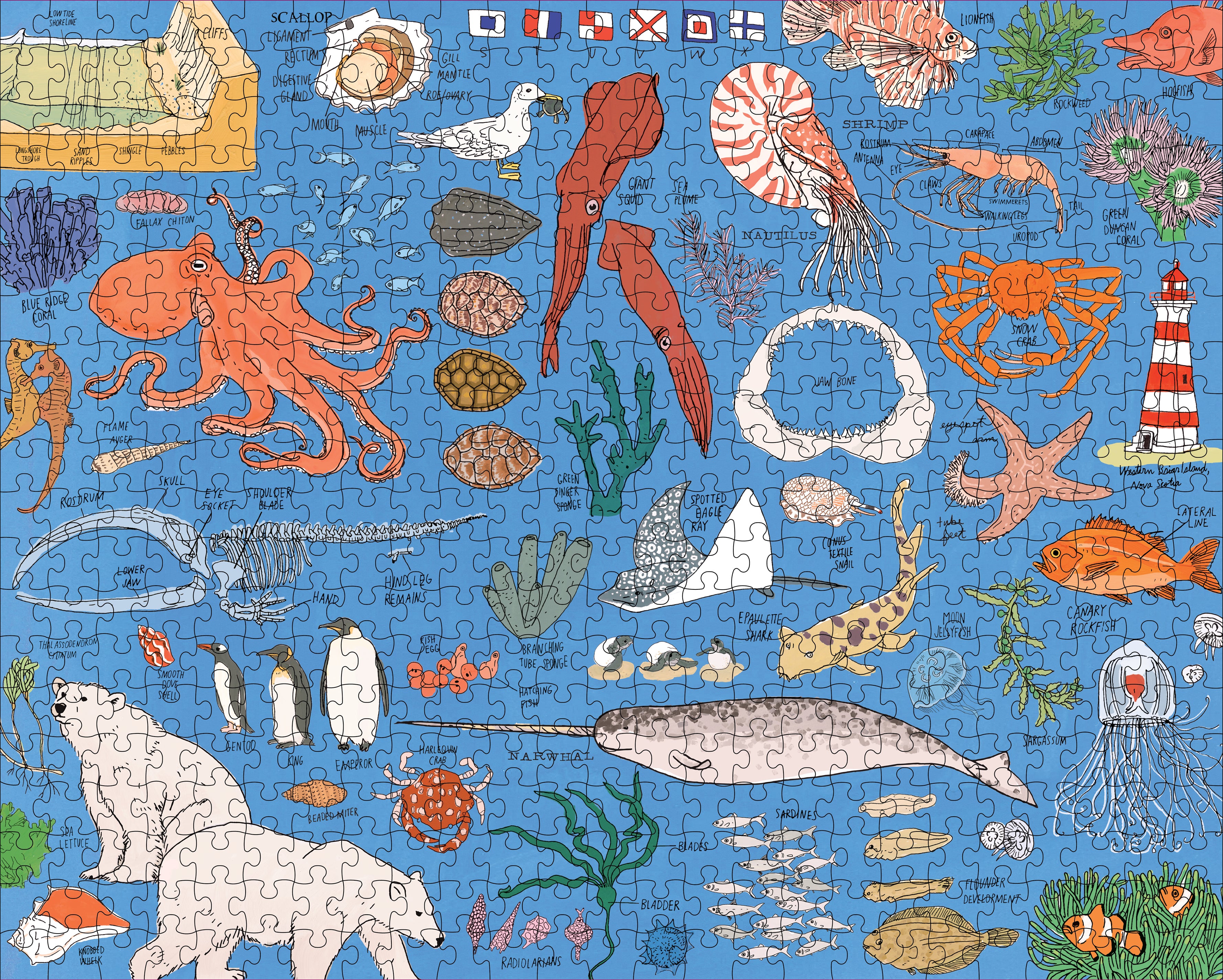 Ocean Anatomy: The Puzzle (500 pieces) - Julia Rothman - The English Bookshop